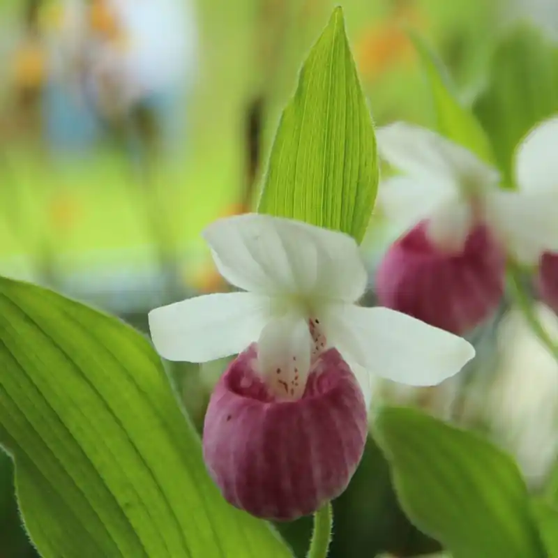 Cypripedium reginae - Rechtstreeks uit de fabriek
