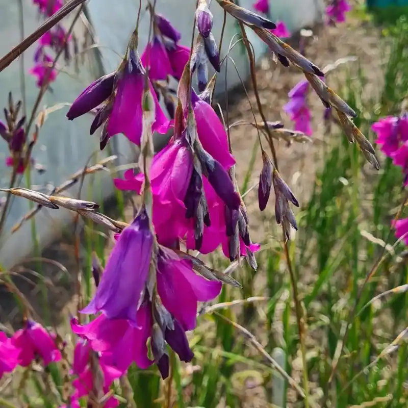 Premium - Dierama pulcherrimum
