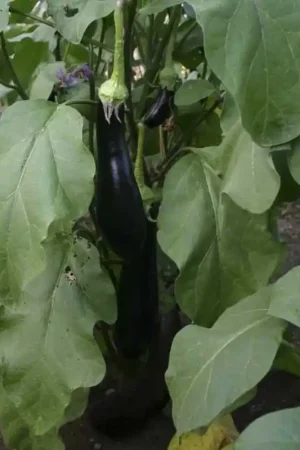 Aubergine, Solanum melongena ‘Violetta Lunga 3‘ -zaden- - Professionele kwaliteit