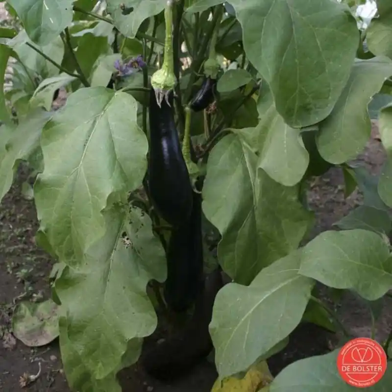 Aubergine, Solanum melongena ‘Violetta Lunga 3‘ -zaden- - Professionele kwaliteit