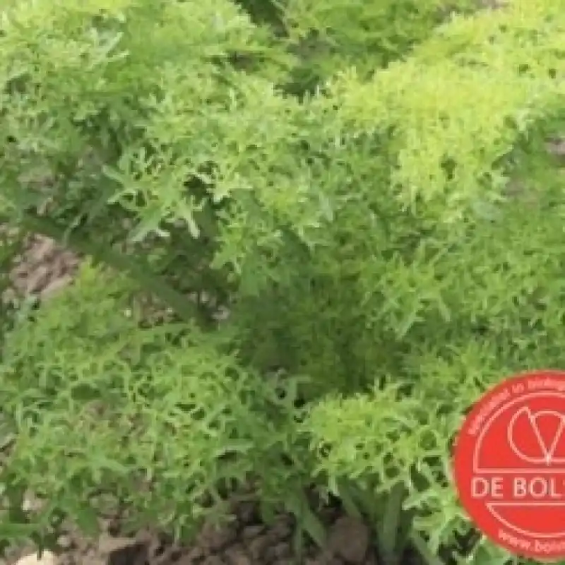 Bladmosterd, Brassica juncea var. rugosa ‘Golden Frills‘ -zaden- - Dagdeal
