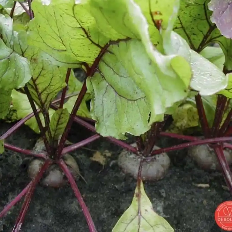 Rode biet, Beta vulgaris var. rubra ‘Egyptische platronde‘ -zaden- | Actie