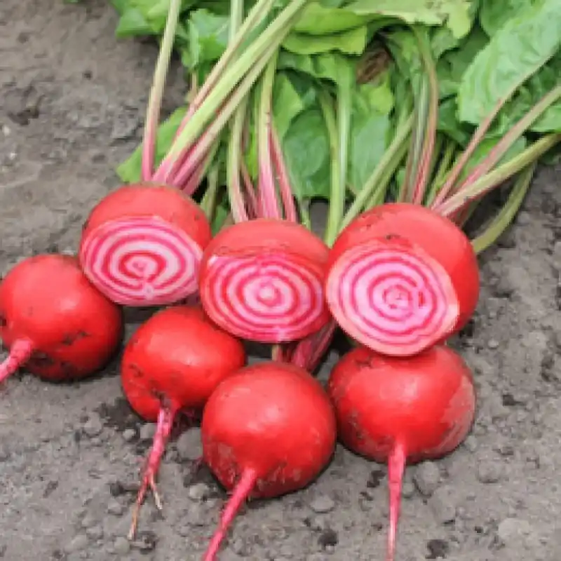 Nu beschikbaar - Rode biet Chioggia, Beta vulgaris var. rubra -zaden-