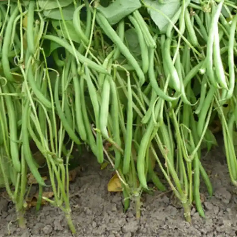 Premium - Stamslaboon Phaseolus vulgaris ‘Domino‘ -zaden-