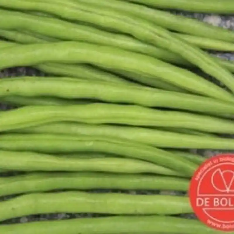 Stamslaboon, Phaseolus vulgaris ‘Faraday‘ -zaden- | Voordeelprijs