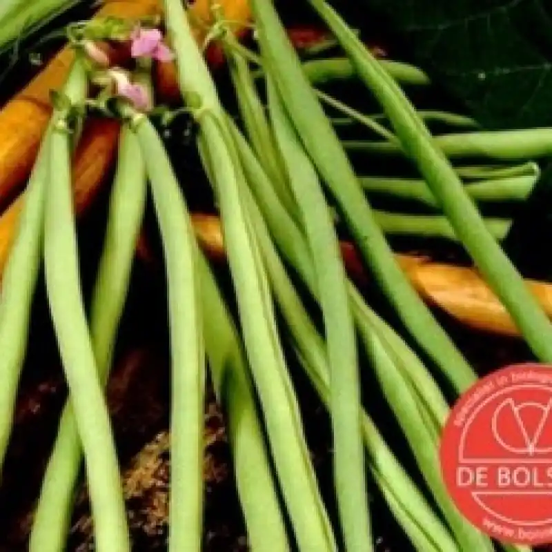 Nieuwe release | Stokslaboon, Phaseolus vulgaris ‘ Cobra‘ -zaden-
