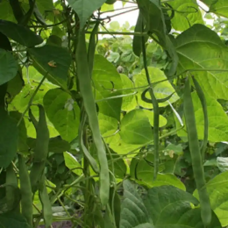 Stoksnijboon Vitalis, Phaseolus vulgaris -zaden- - Direct leverbaar