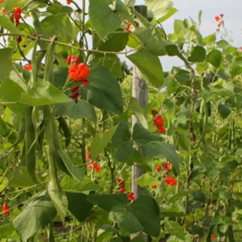 Pronkboon Lady Di, Phaseolus coccineus -zaden- - Bestel vandaag