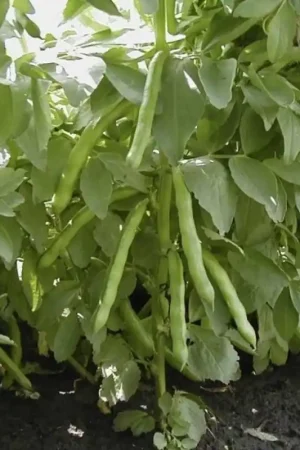 Alleen deze week | Tuinboon, Vicia faba ‘Express‘ selectie Eleonora -zaden-