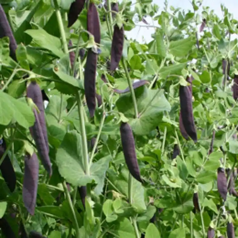 Bestelbaar | Capucijner Blauwschokkers, Pisum sativum -zaden-