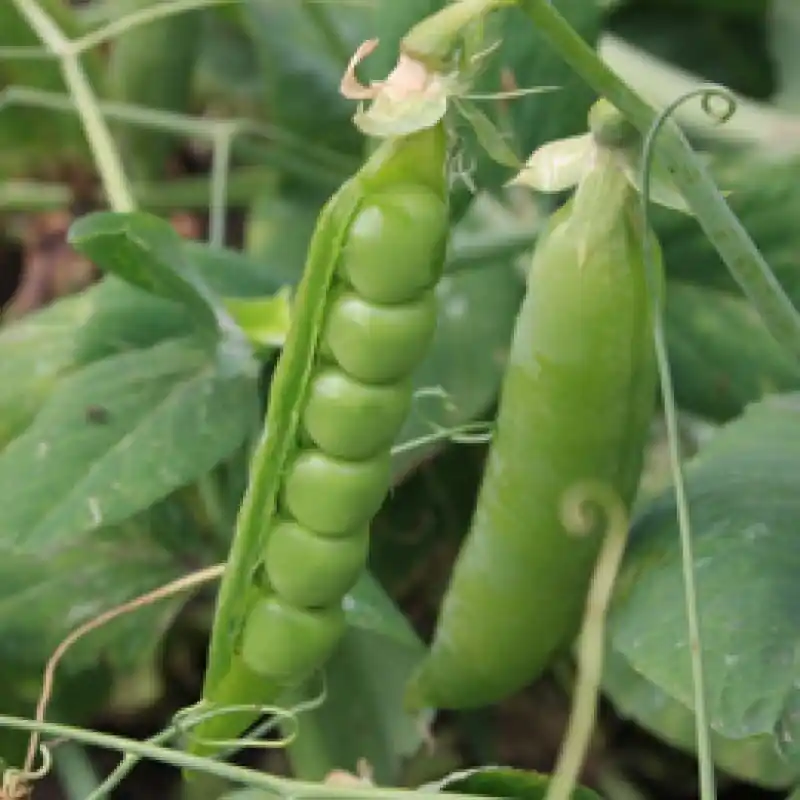 Nieuw in het assortiment - Stamdoperwt Kelvedon Wonder, Pisum sativum -zaden-
