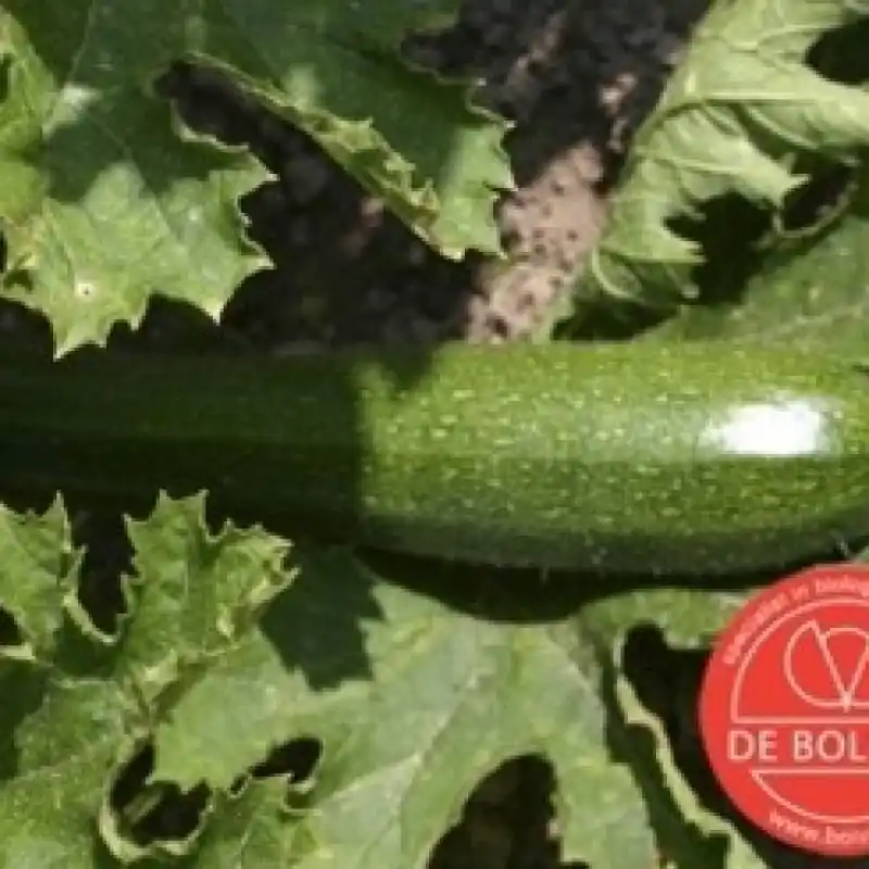 Courgette, Cucurbita pepo ‘Black Beauty‘ -zaden- | Veilig winkelen
