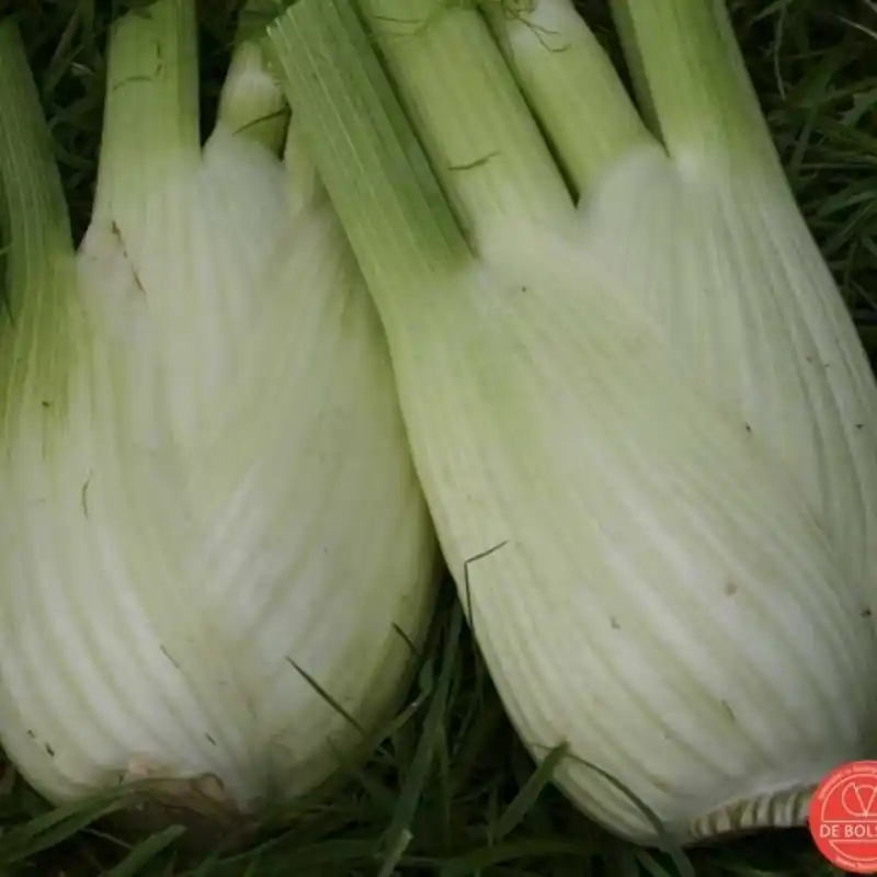 Knolvenkel, Foeniculum vulgare ‘Perfection‘ -zaden- | Aanbieding