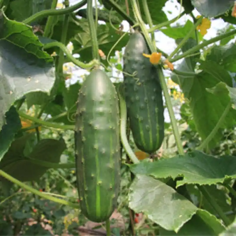 Komkommer Cucumis sativus ‘Marketmore‘ -zaden- | Scherp geprijsd