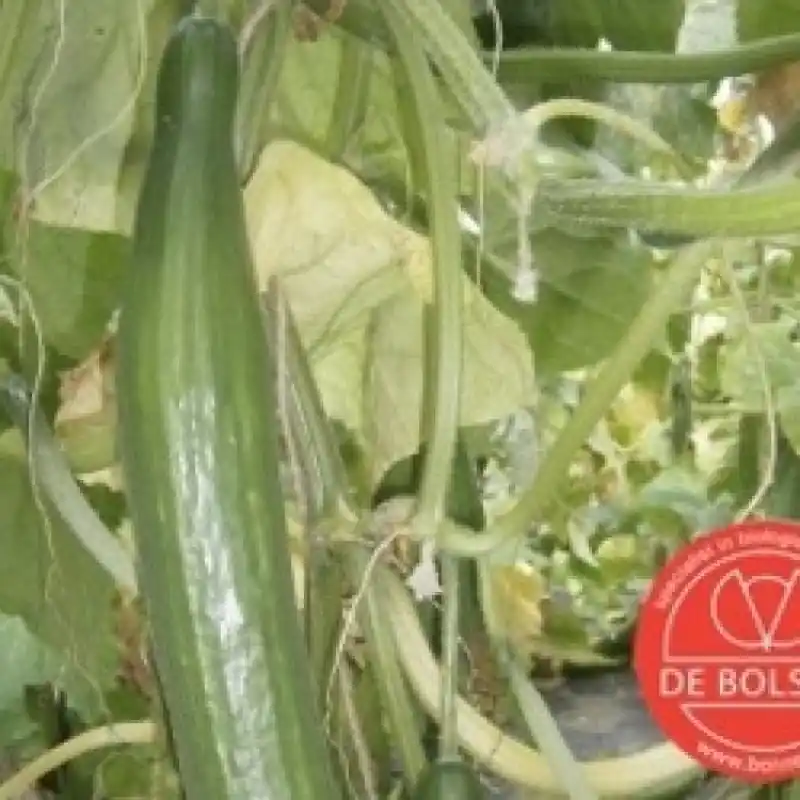 Komkommer, Cucumis sativus ‘Improved Telegraph‘ -zaden- - Premiumkwaliteit