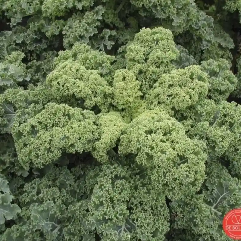 Rechtstreeks van de fabrikant - Boerenkool, Brassica oleracea var. laciniata ‘Westlandse Winter‘ -zaden-