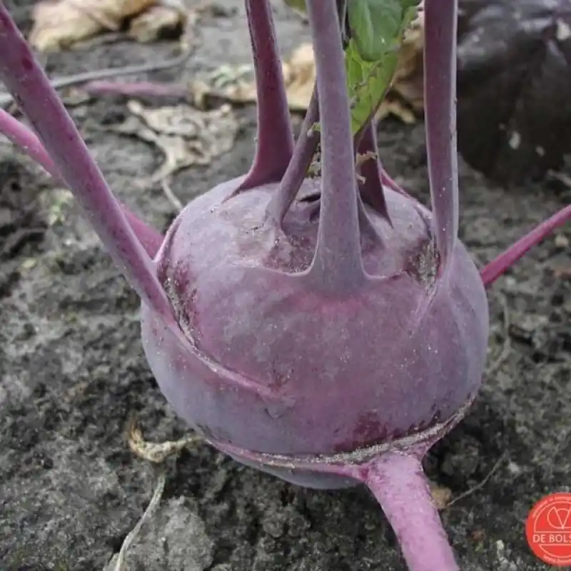 Koolrabi, Brassica oleracea var. gongylodes ‘Delikatess blauwe‘ -zaden- | Premium