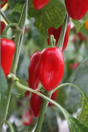 Zojuist toegevoegd - Snackpaprika Capsicum annuum ‘Arwen‘ -zaden-