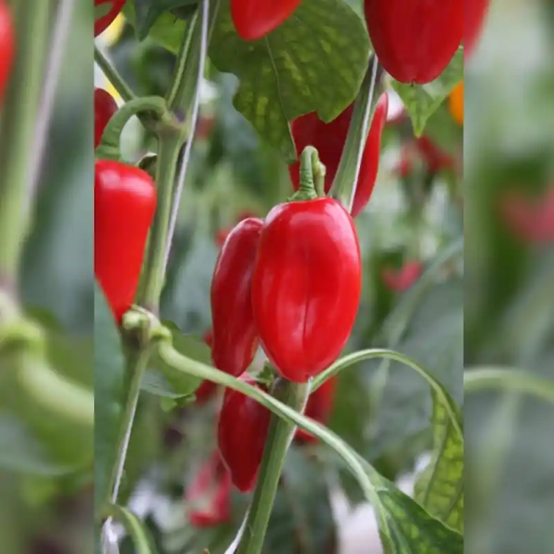 Zojuist toegevoegd - Snackpaprika Capsicum annuum ‘Arwen‘ -zaden-