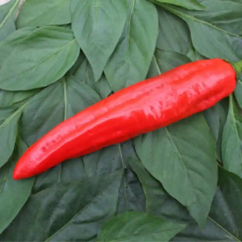 Direct leverbaar | Zoetpuntpaprika Xaro, Capsicum annuum -zaden-