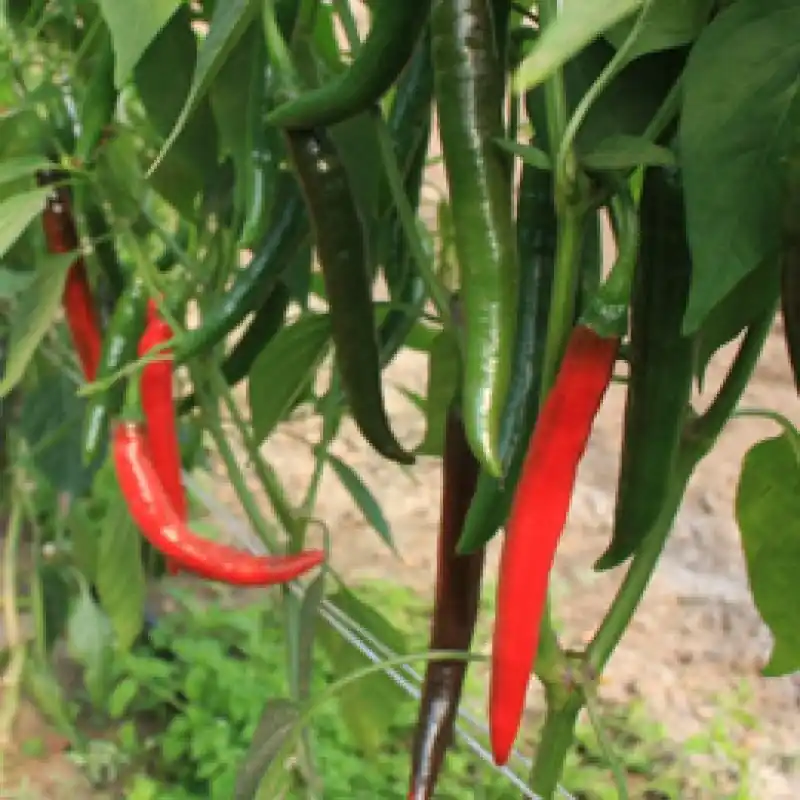 Koop vandaag - Peper Capsicum annuum ‘Westlandse Lange Rode‘ -zaden-
