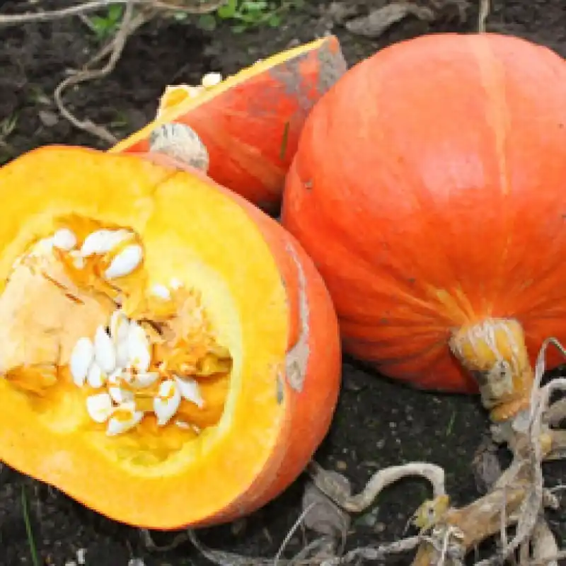 Pompoen Tractor F1, Cucurbita maxima -zaden- | Sale
