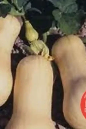 Actieprijs | Pompoen, Cucurbita moschata ‘Butternut‘ -zaden-