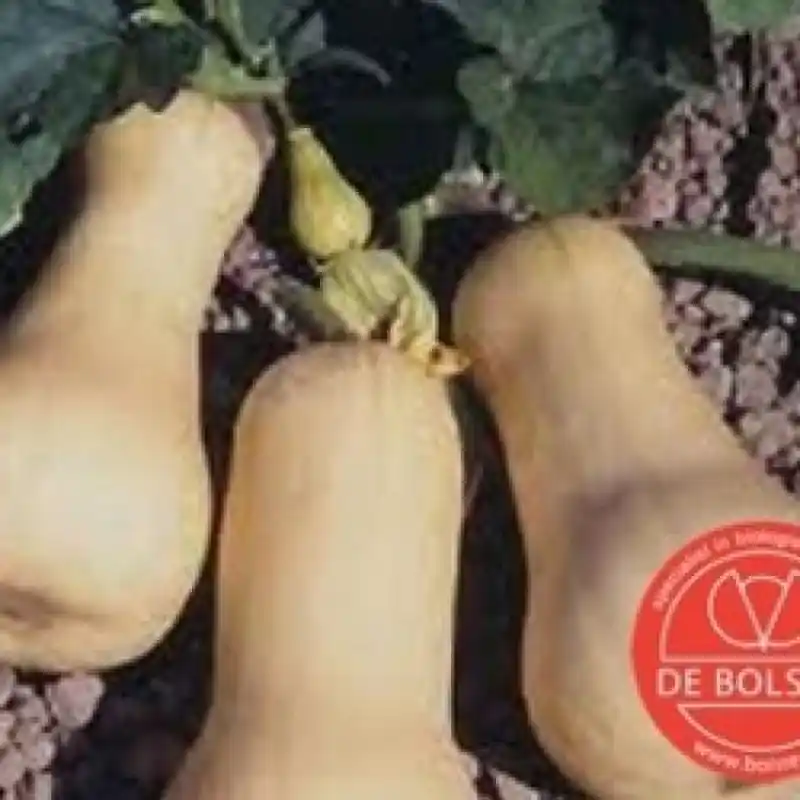Actieprijs | Pompoen, Cucurbita moschata ‘Butternut‘ -zaden-