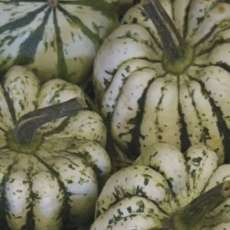 Premium | Pompoen Cucurbita pepo ‘Sweet Dumpling‘ -zaden-
