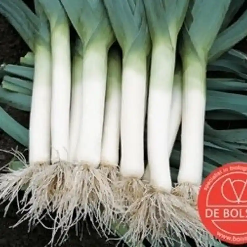 Topkwaliteit - Prei, Allium ampeloprasum var. porrum ‘Blauwgroene Herfst‘ -zaden-