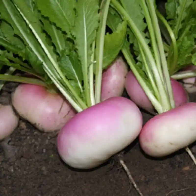 Meiraap Milanese witte roodkop, Brassica rapa var. majalis -zaden- - Dagdeal