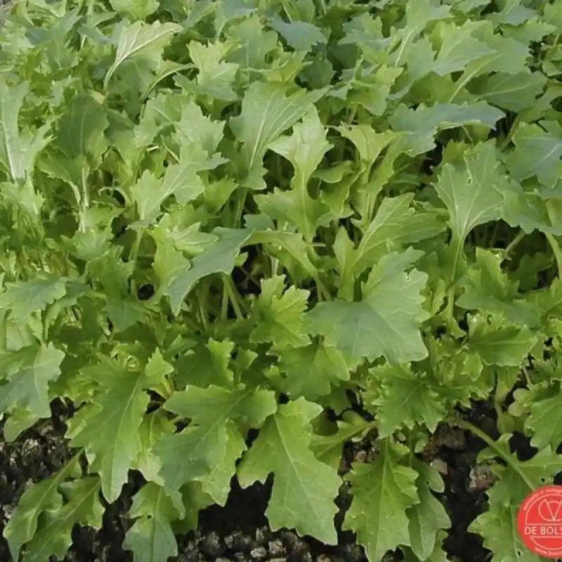 Lage prijs - Raapsteel, Brassica rapa subsp. campestris ‘Namenia‘ -zaden-