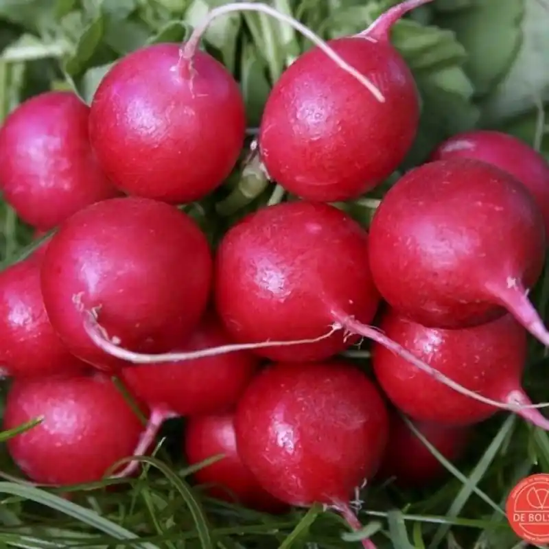 Radijs, Raphanus sativus ‘Cherry Belle‘ -zaden- - Nog enkele stuks