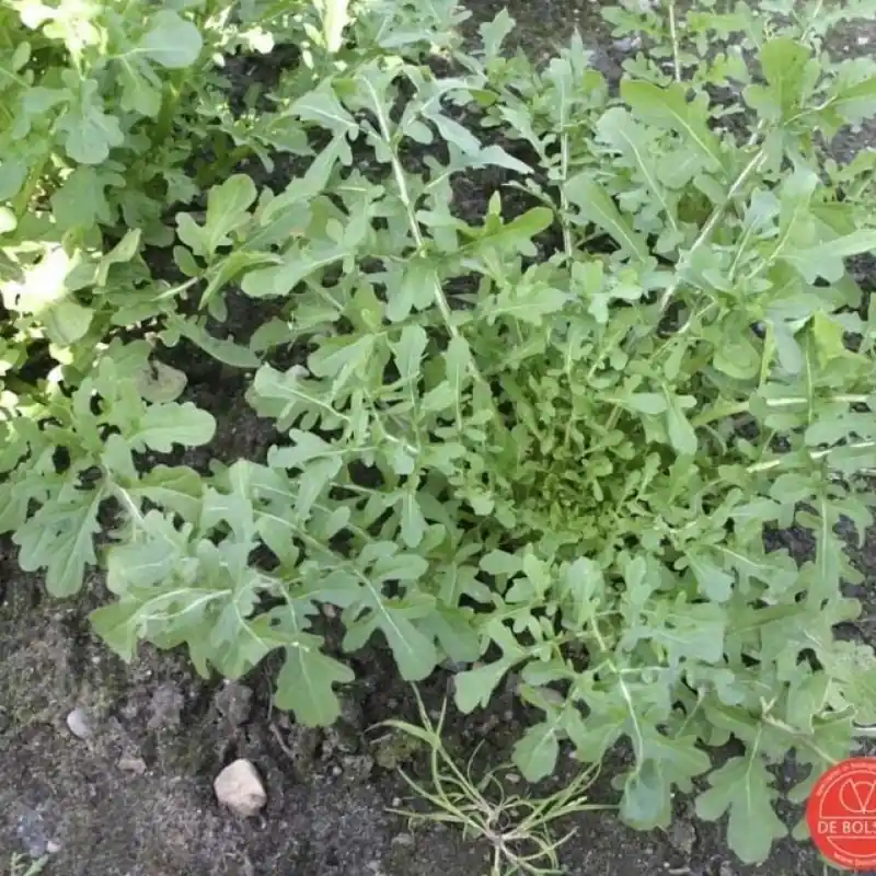 Rucola, Eruca sativa ‘ Coltivata Esmee‘ -zaden- - Superprijs