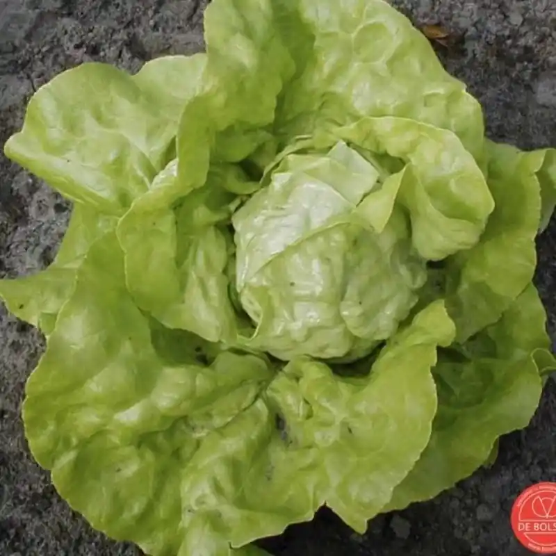 Kropsla, Lactuca sativa ‘Twellose Gele‘ -zaden- - Extra korting