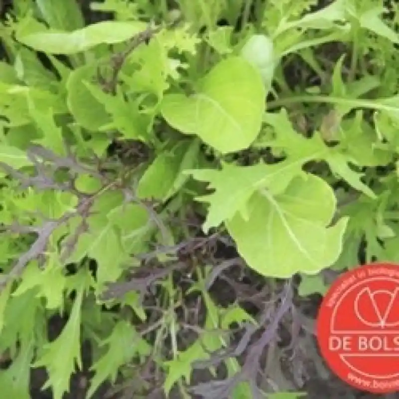 Scherpe prijs - Mesclun Aziatisch -zaden-