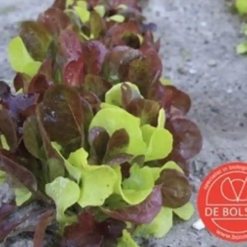 Mesclun Puur sla -zaden- | Hoog gewaardeerd