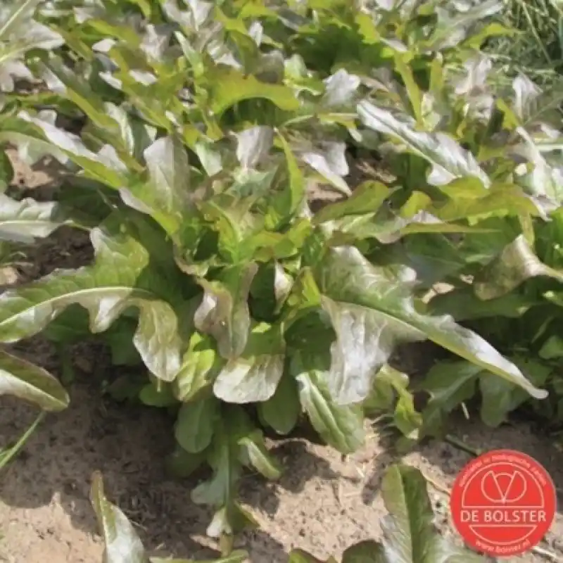 Pluksla, Lactuca sativa ‘ Cocarde‘ -zaden- - Aanbieding loopt bijna af