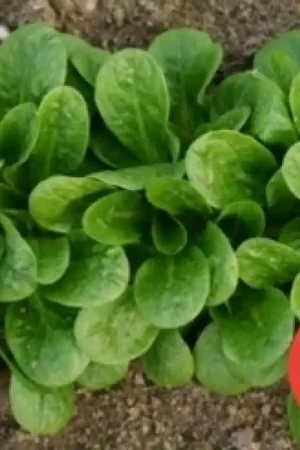 Actieprijs - Veldsla, Valerianella locusta ‘Vit‘ -zaden-