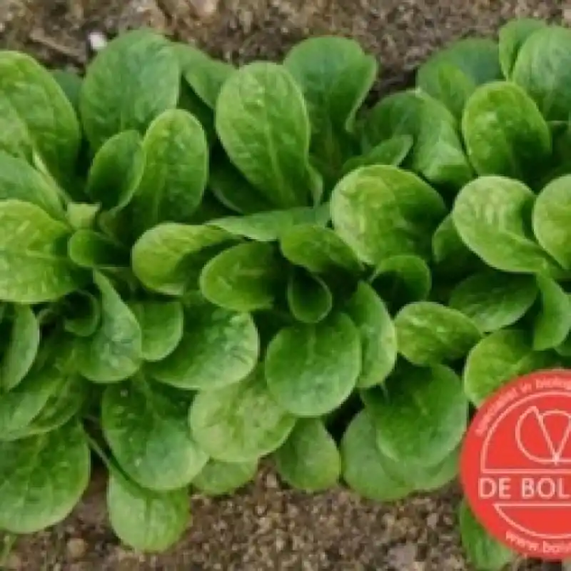Actieprijs - Veldsla, Valerianella locusta ‘Vit‘ -zaden-