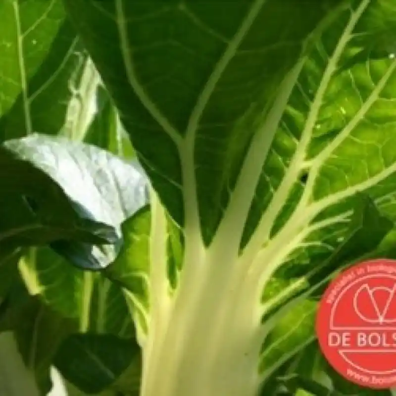 Topkwaliteit | Snijbiet, Beta vulgaris var. cicla ‘Groene Gewone‘ -zaden-