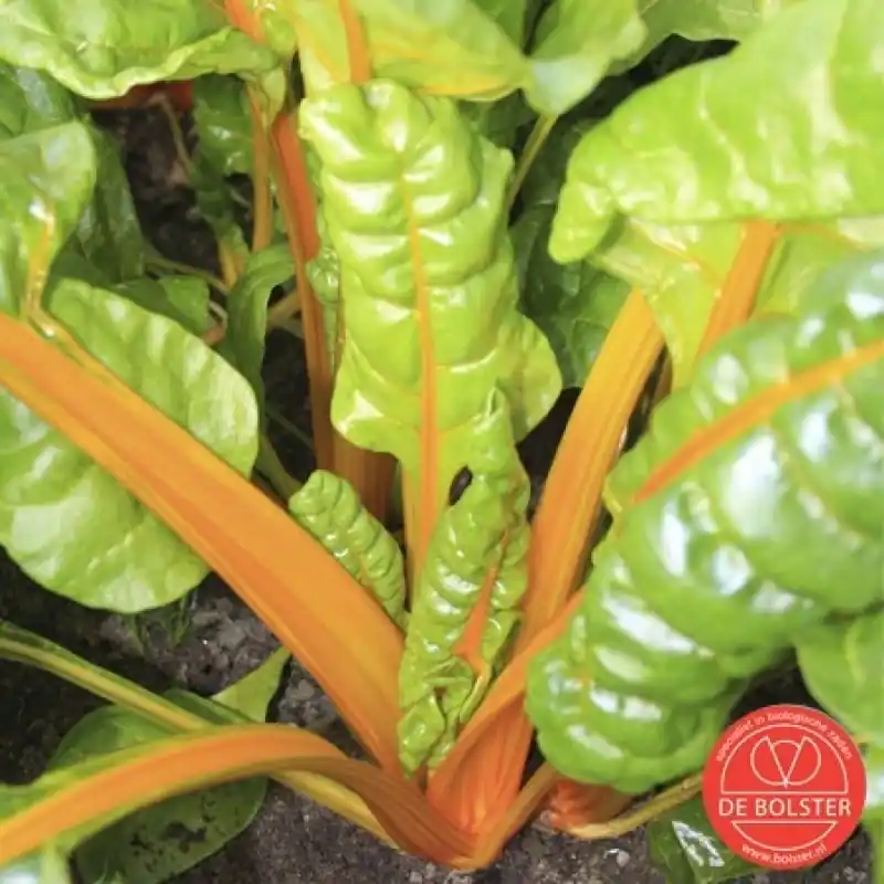 Nieuw in de shop - Snijbiet selectie Sunset, Beta vulgaris var. cicla -zaden-