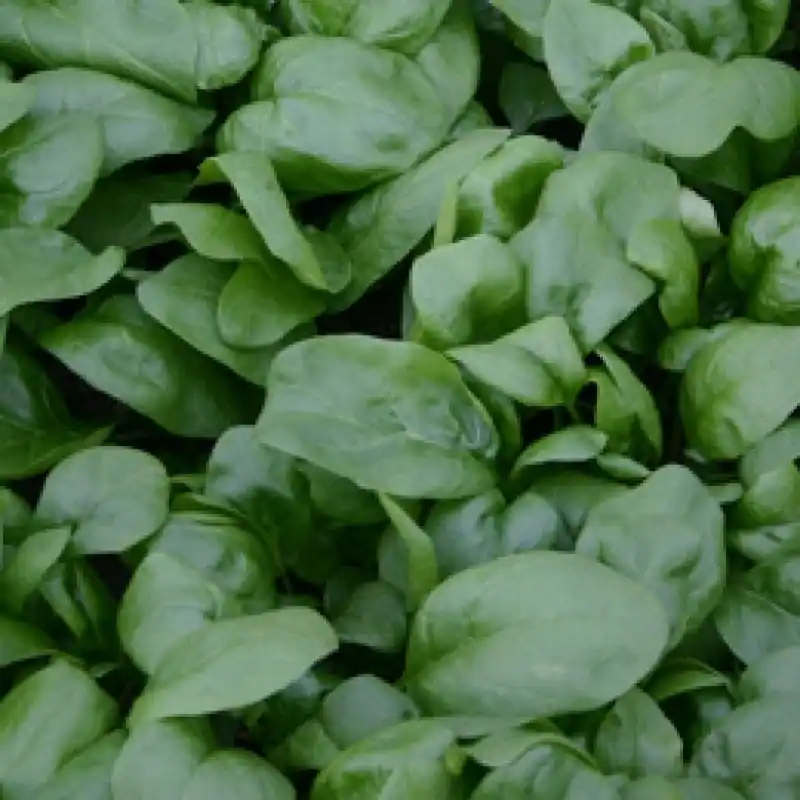 Topdeal - Spinazie Vroeg Reuzenblad, Spinacia oleracea -zaden-