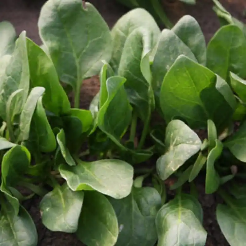 Voeg toe aan winkelwagen | Spinazie Winterreuzen, Spinacia oleracea -zaden-