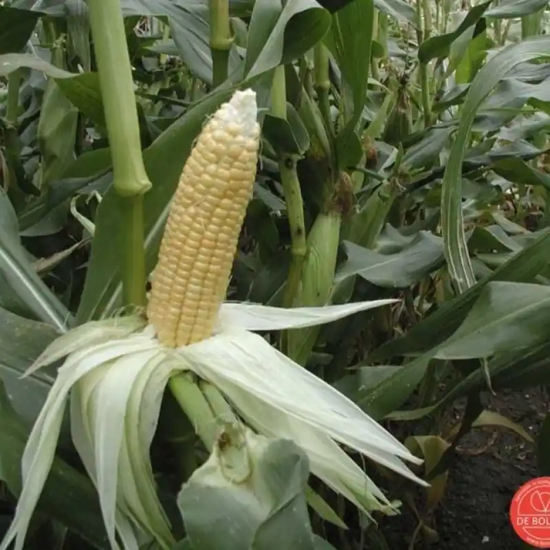 Suikermais, Zea mays convar. saccharata ‘Golden Bantam‘ -zaden- | Nog maar enkele beschikbaar