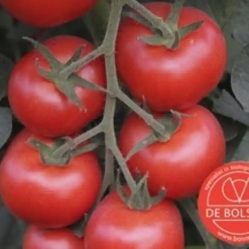 Nu beschikbaar | Tomaat, Solanum lycopersicum L. ‘Bolstar Granda‘ -zaden-