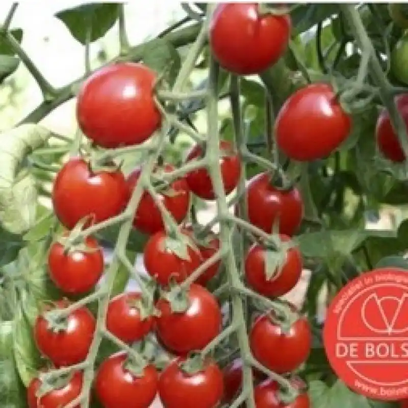 Slechts tijdelijk | Tomaat, Solanum lycopersicum L. ‘Bartelly F1‘ -zaden-