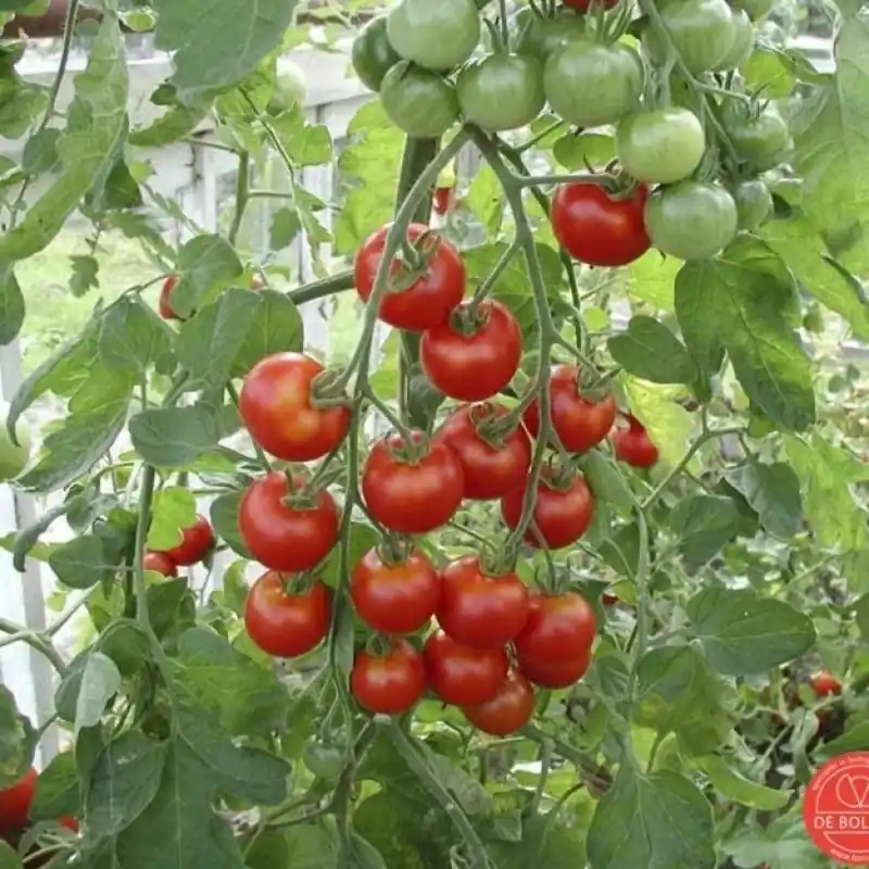 Tomaat, Solanum lycopersicum L. ‘Zuckertraube-type‘ -zaden- - Net gelanceerd