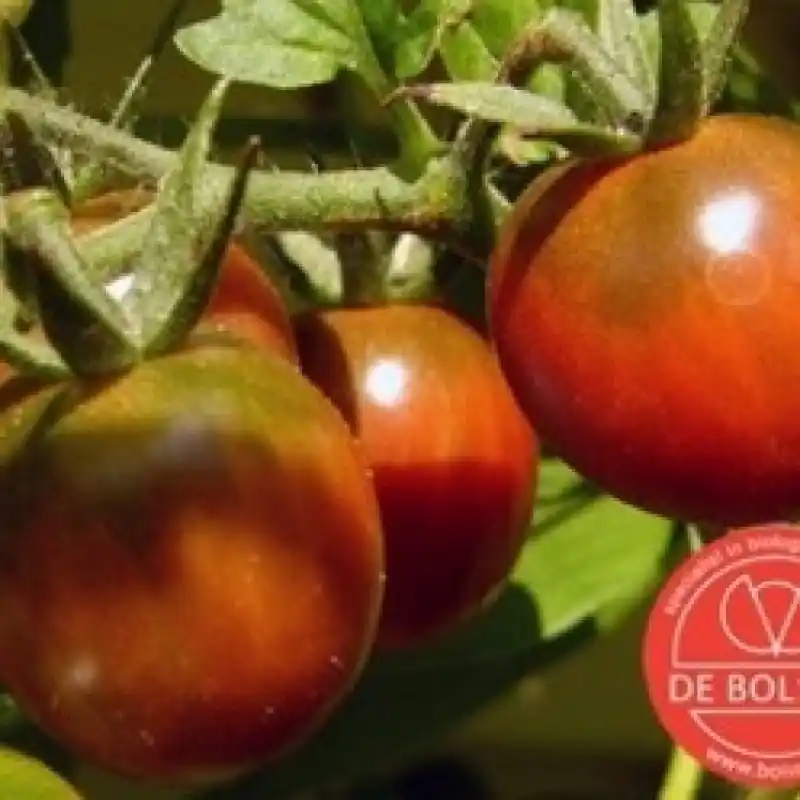 Lage prijs - Tomaat, Solanum lycopersicum L. ‘Cerise‘ -zaden-