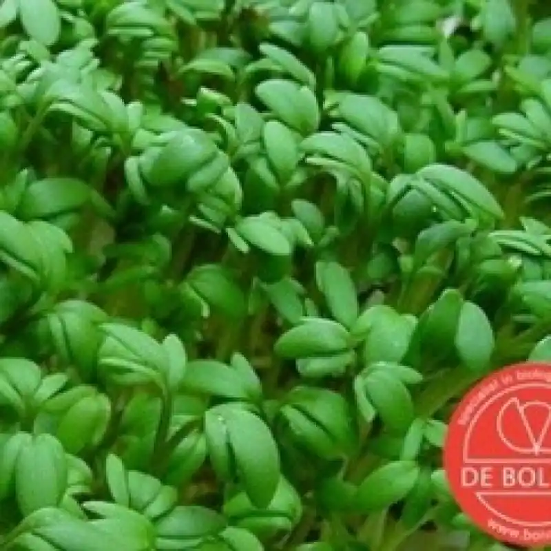 Populair - Tuinkers, Lepidium sativum ‘Cressida‘ -zaden-